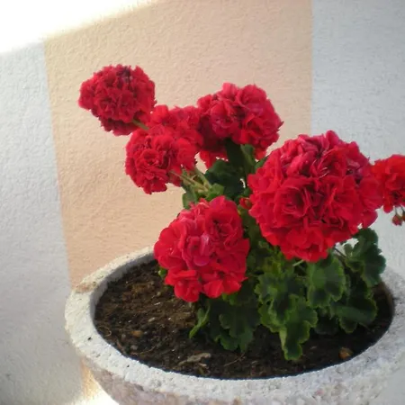 Apartment Staudacher Gerlos