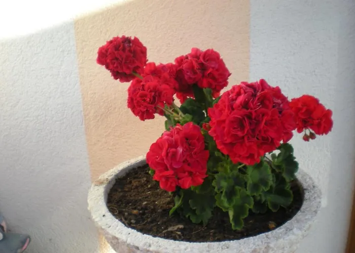 Lägenhet Staudacher Gerlos